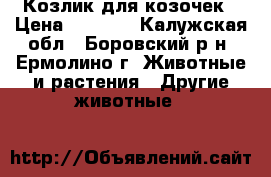 Козлик для козочек › Цена ­ 1 000 - Калужская обл., Боровский р-н, Ермолино г. Животные и растения » Другие животные   